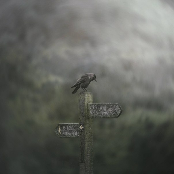 rook