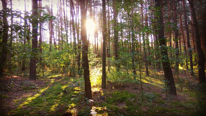 Forest at morning