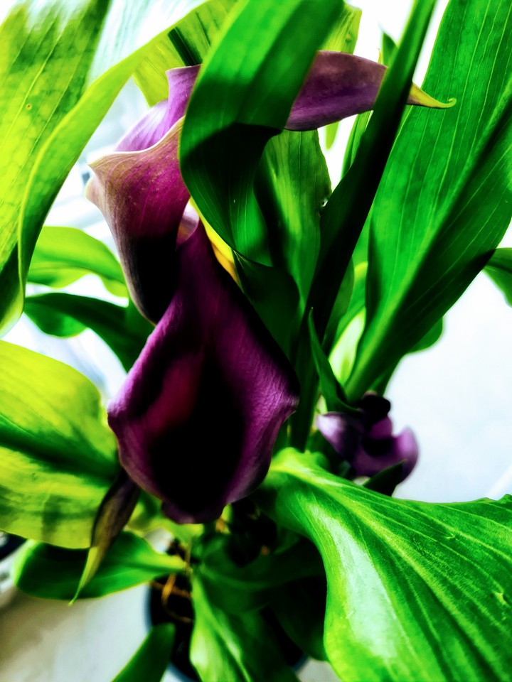 Calla