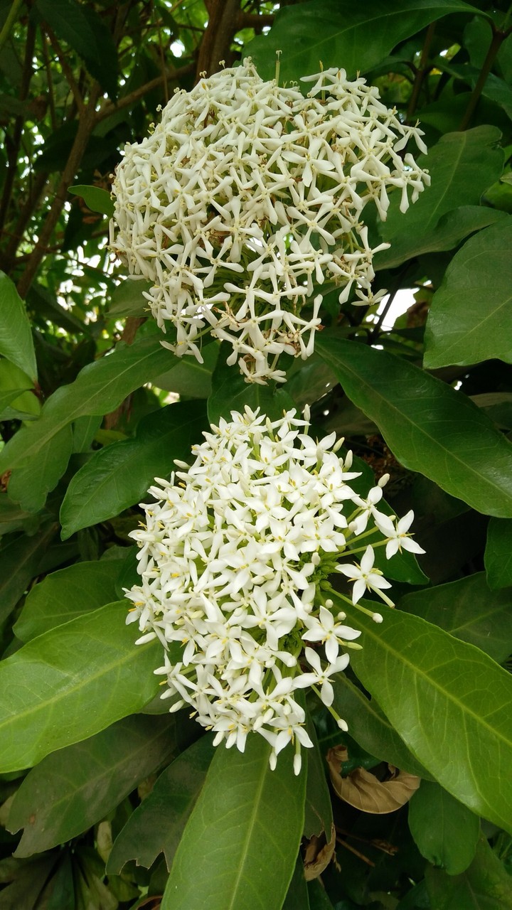 White Flowers