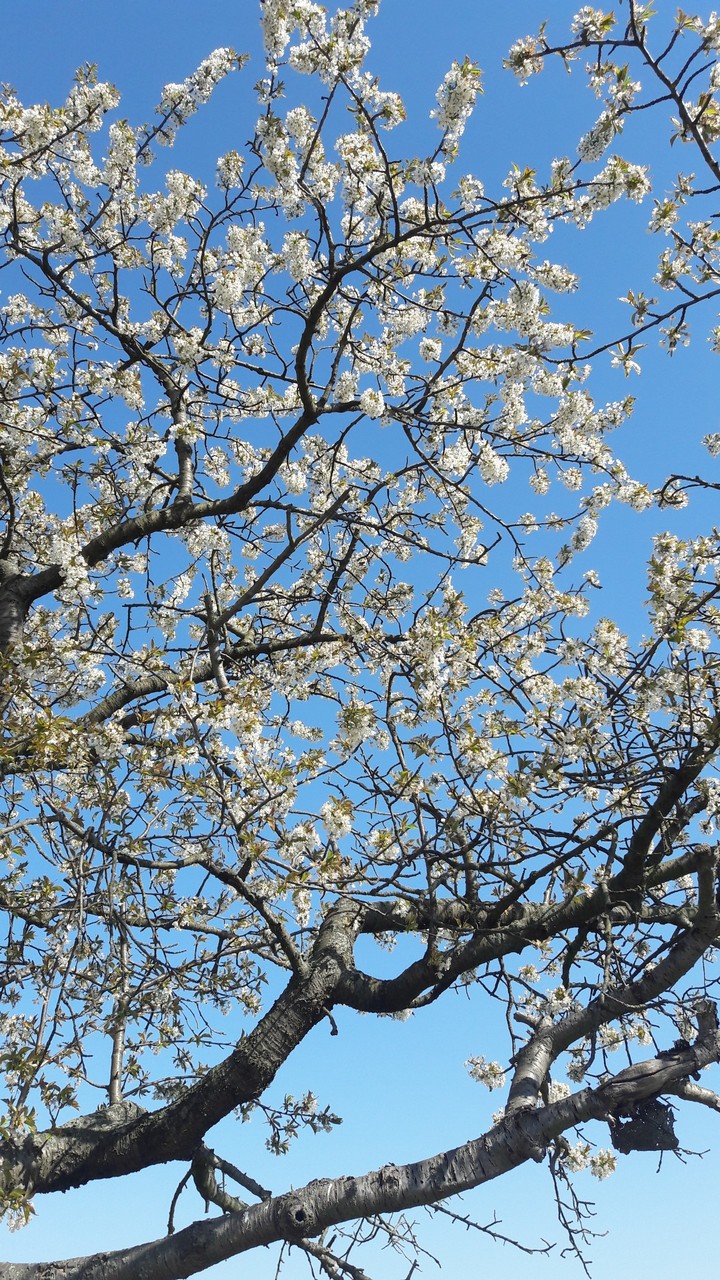 Kirschblüten