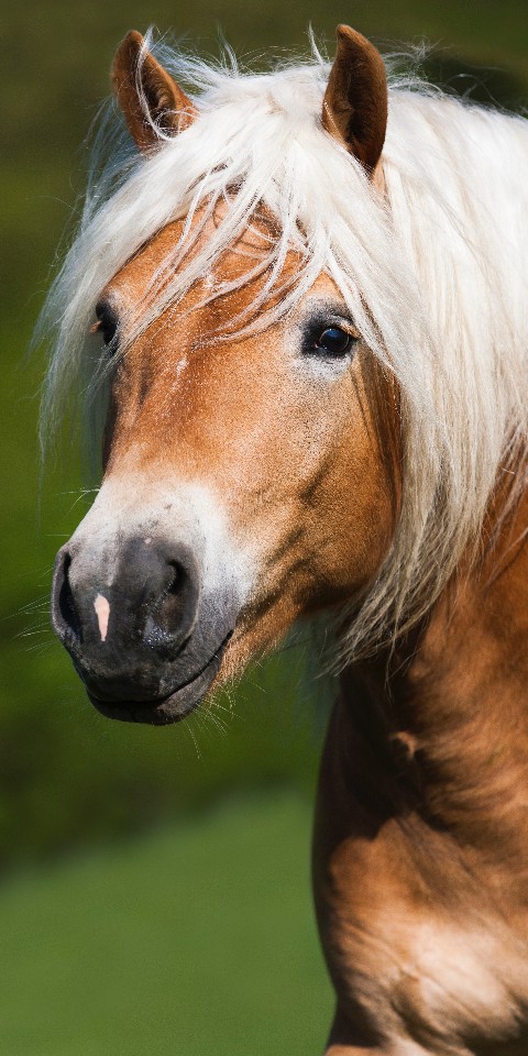 Pferd