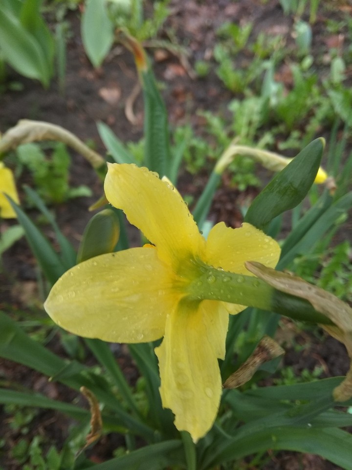 flower like sun
