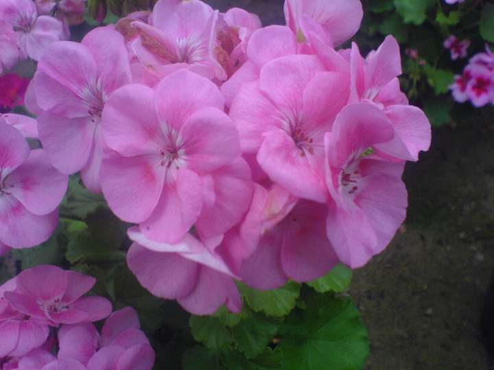 pink