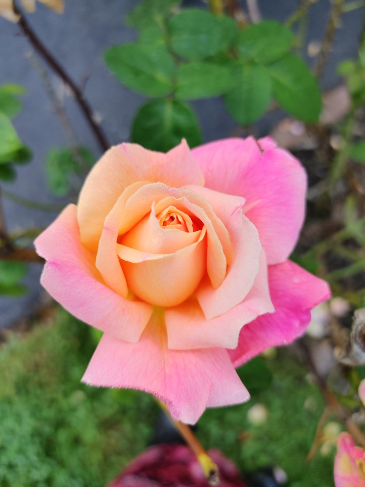 Pink Rose