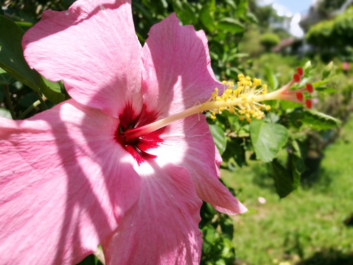 Flower of September