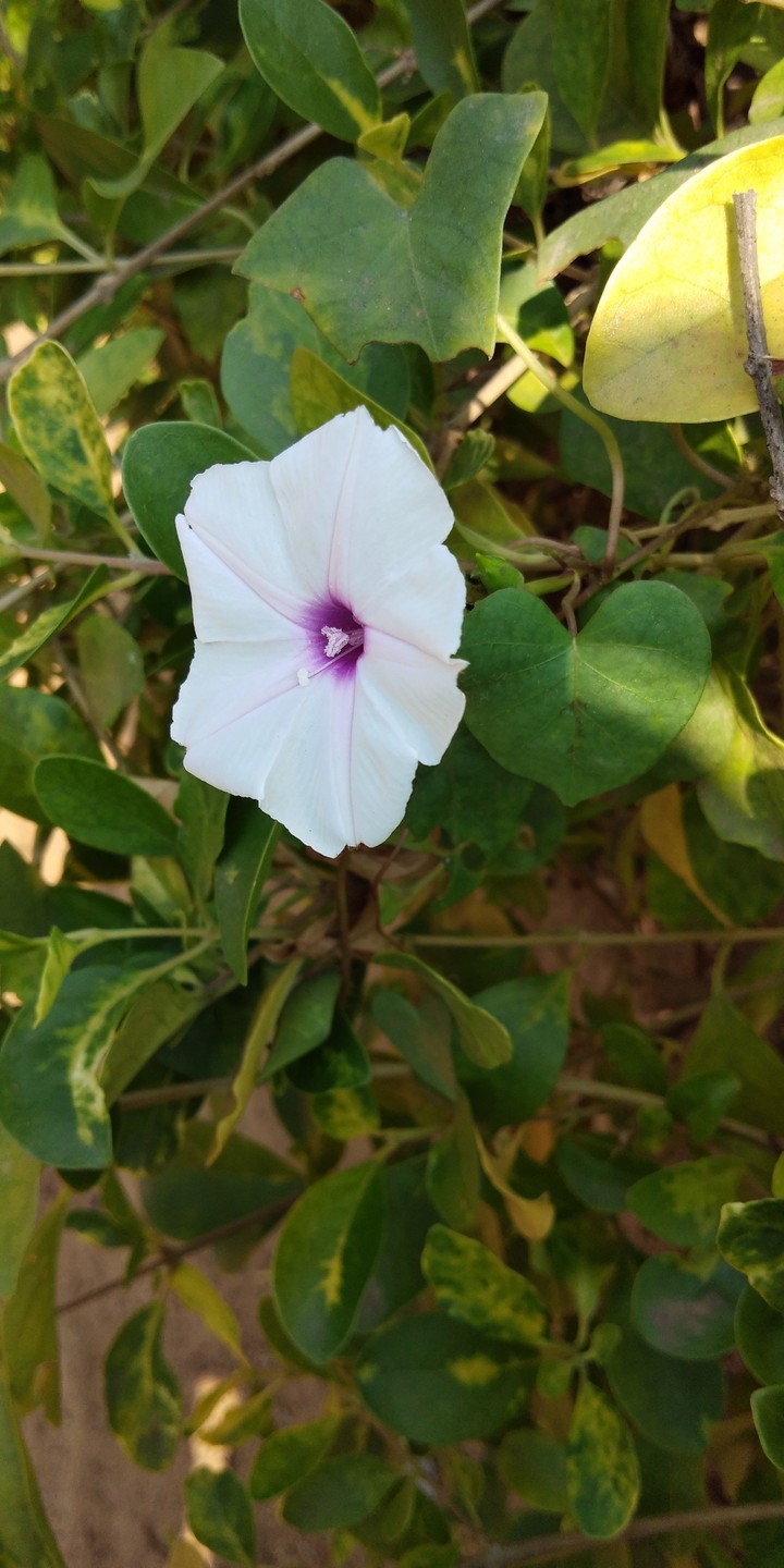 my garden