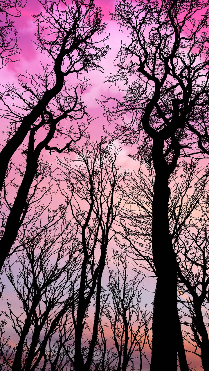 pink sky