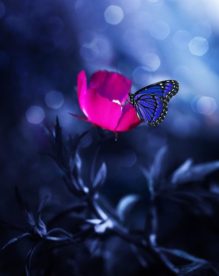 blossom