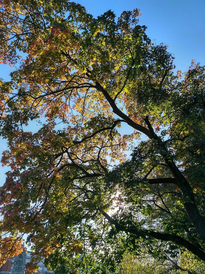 Autumn tree