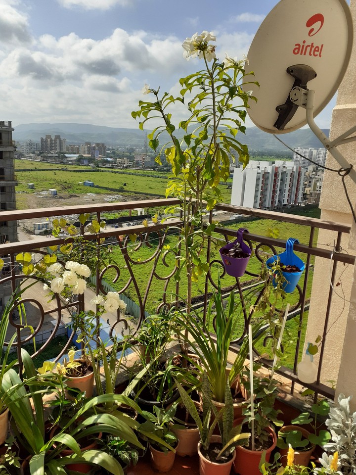 balcony garden