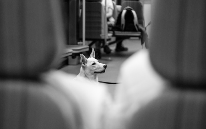 Dog