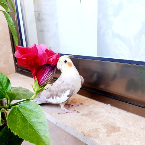 cockatoo, beak壁紙