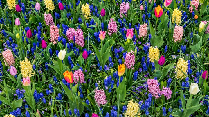 flowery meadow