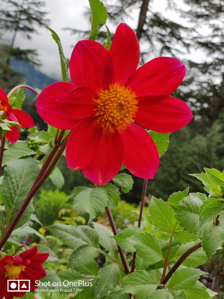 Red Flower