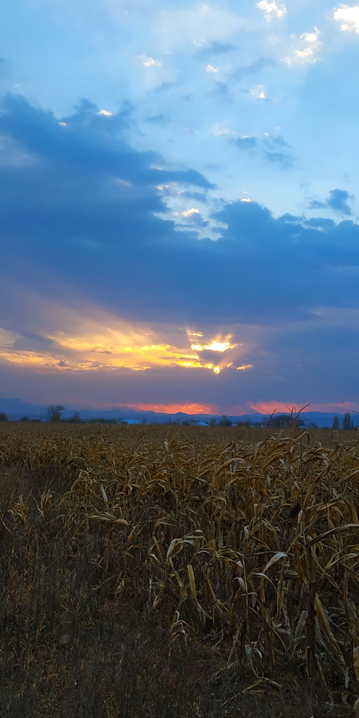 Sunrise in field