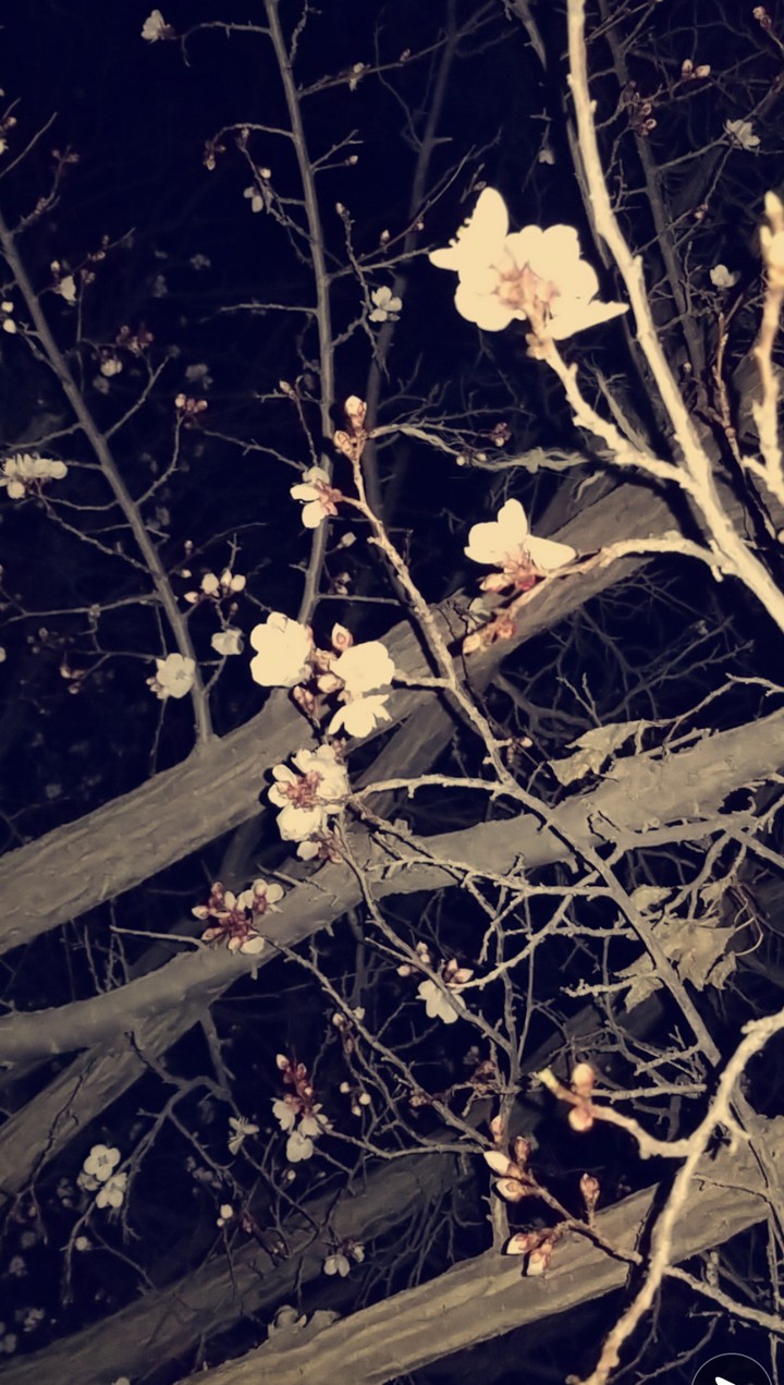 spring at night
