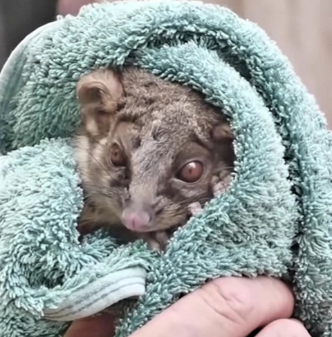 Rescued Possum NSW bushfires