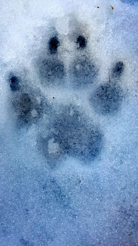 Dog palm