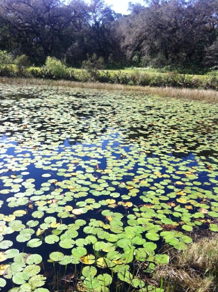 lily pad lake