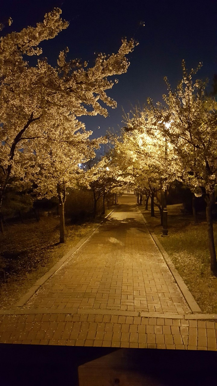 벛꽃길