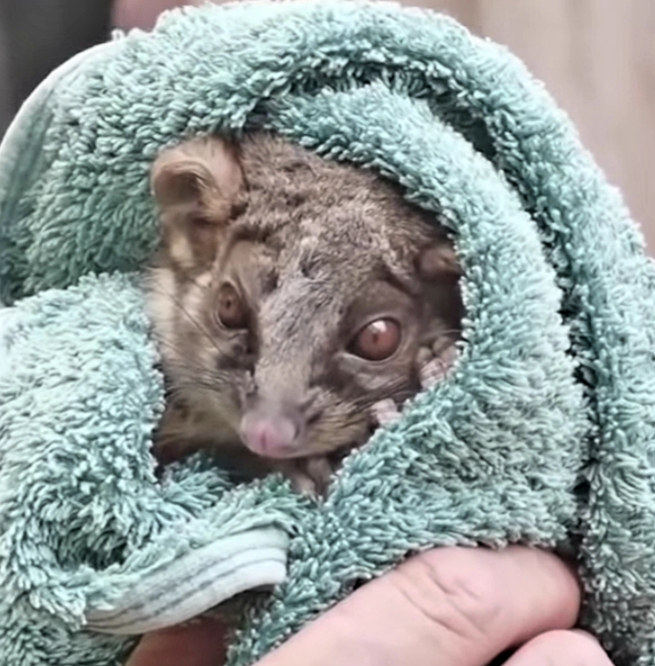 Rescued Possum NSW bushfires