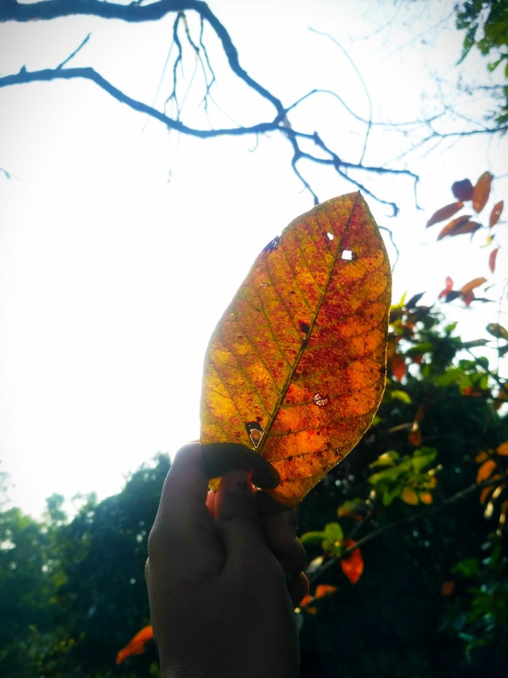 A leave
