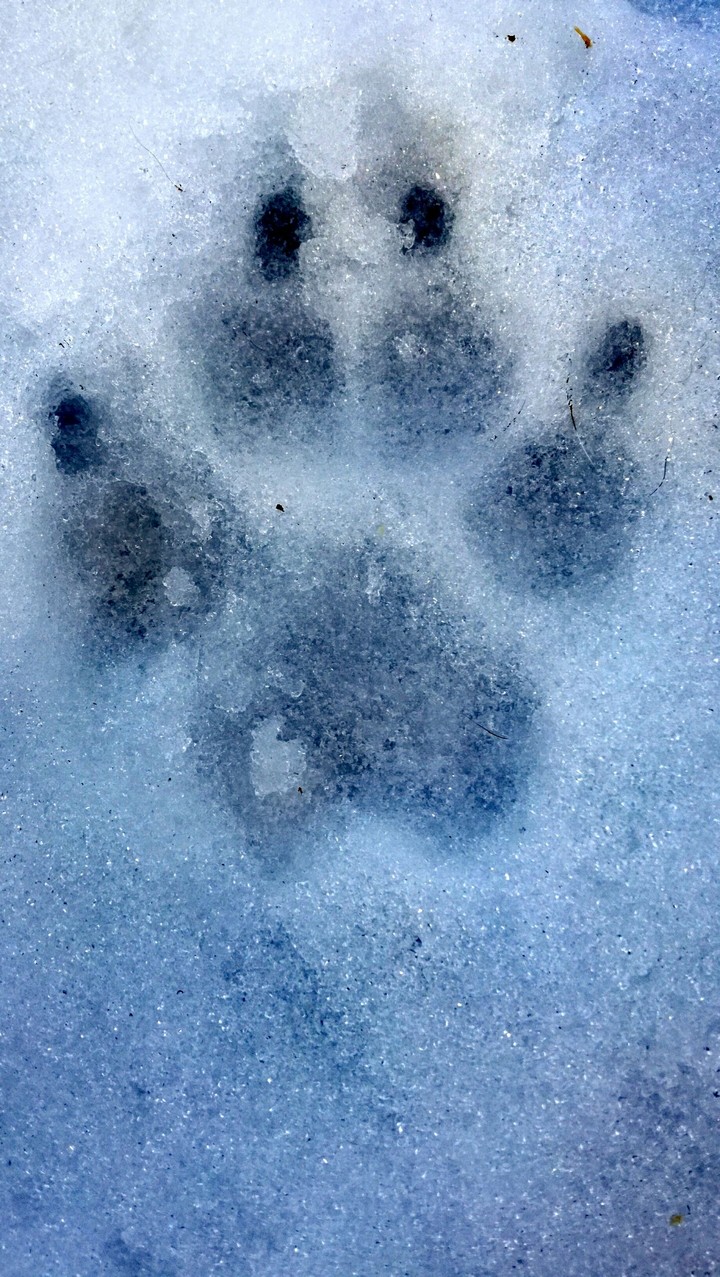 Dog palm