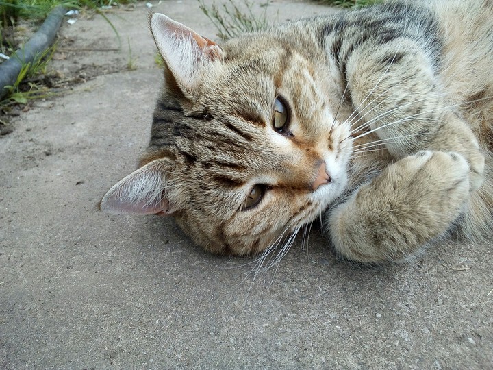 kitten