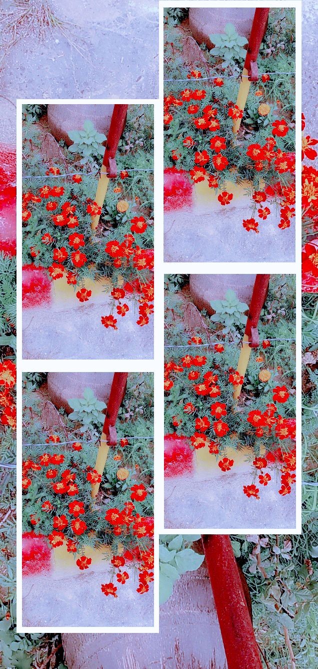 collage