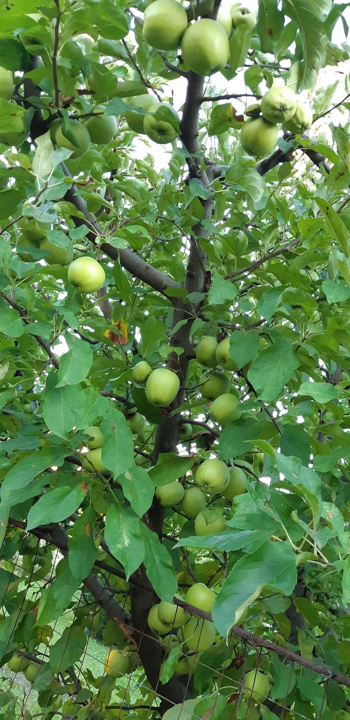 apple