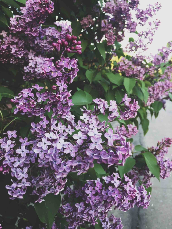 lilac bush