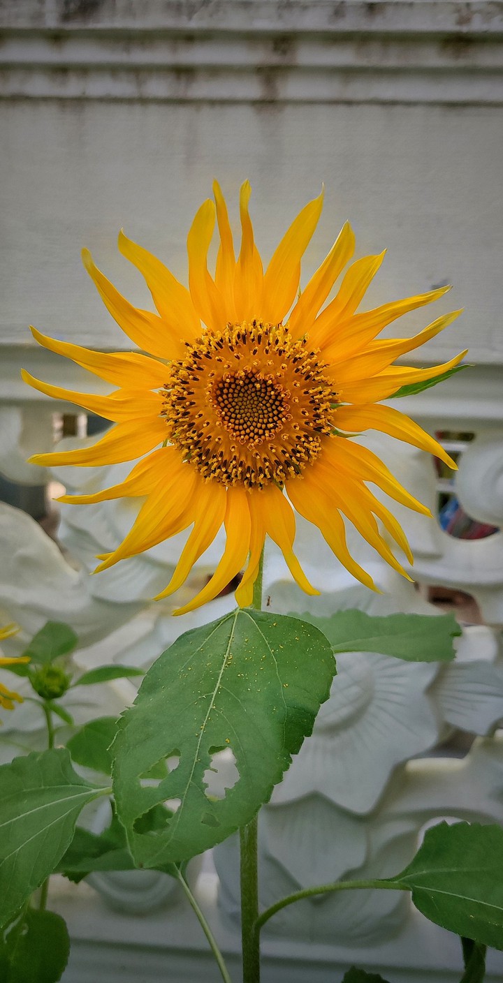 sunflower bloom