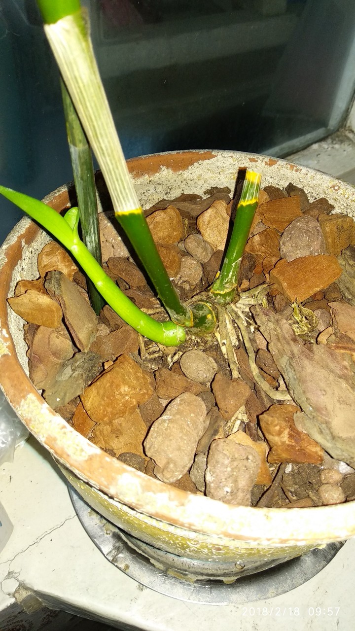 dendrobium