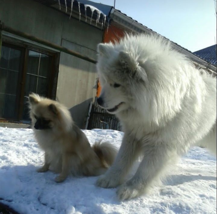 Мои любимые собаки!