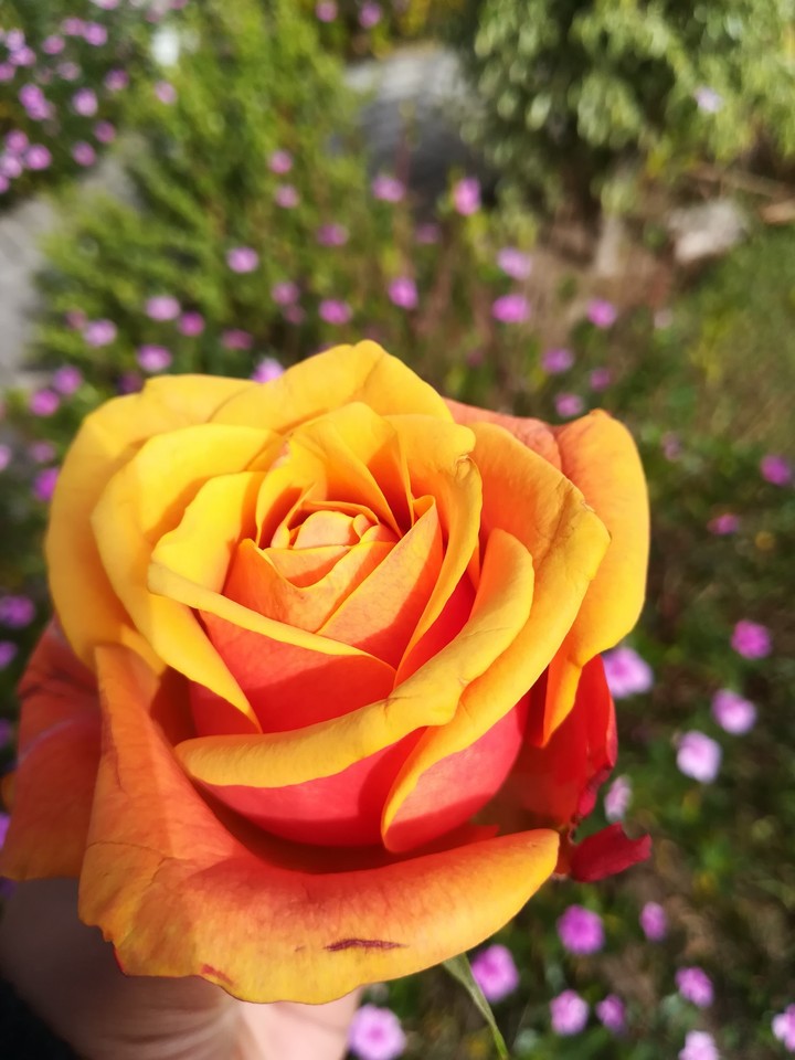 Rose Fury