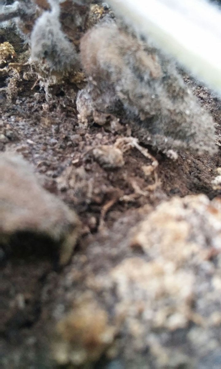 dirt