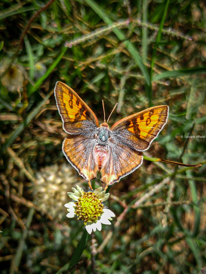 golden butterfly