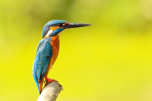 bird