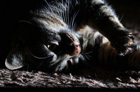 my little cat