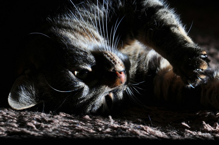 my little cat