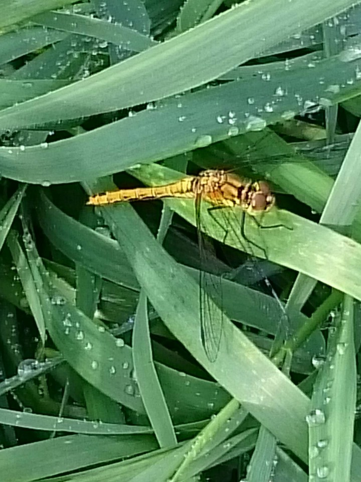 Dragonfly