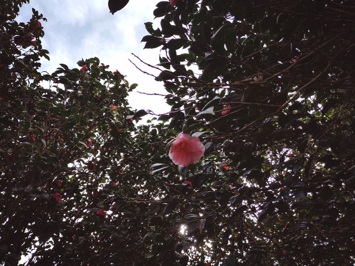花與藍天