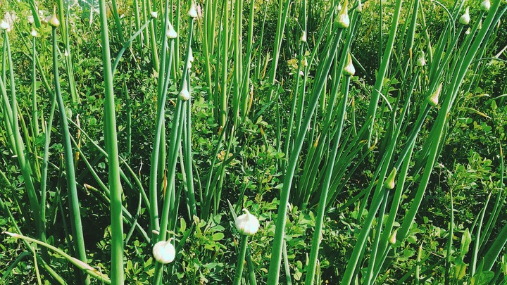 field