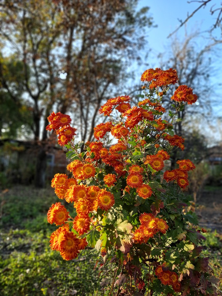 flowers ?
