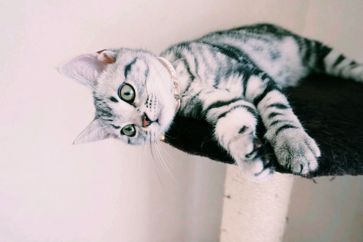 cat
