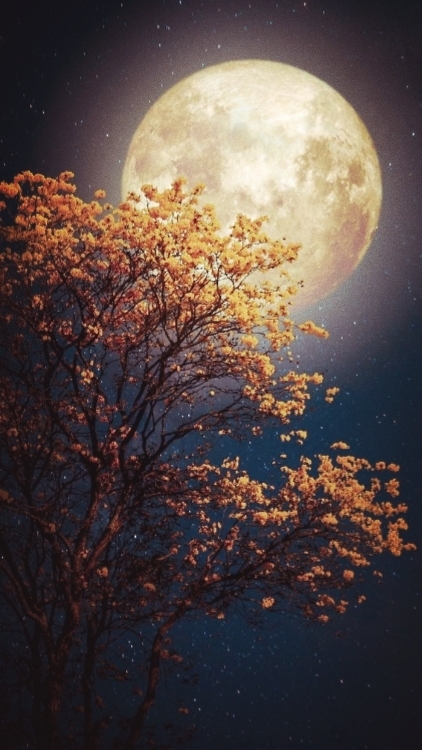 night