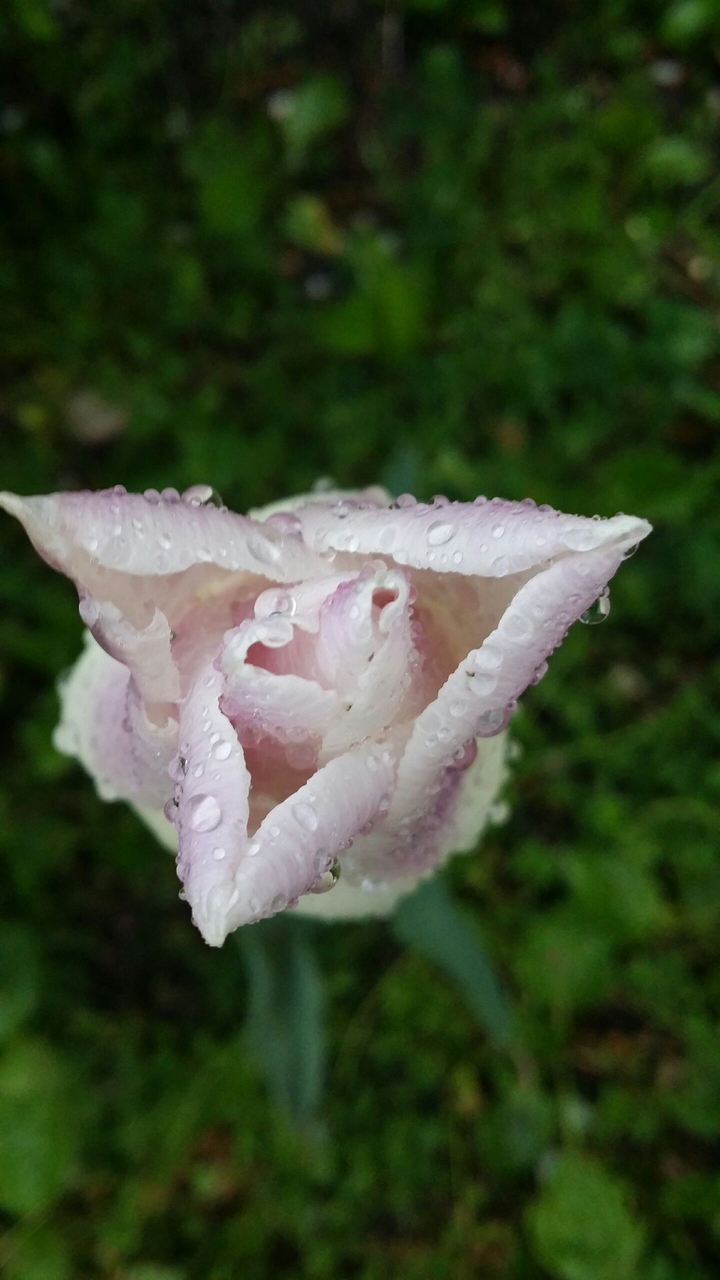 rainy day in the village