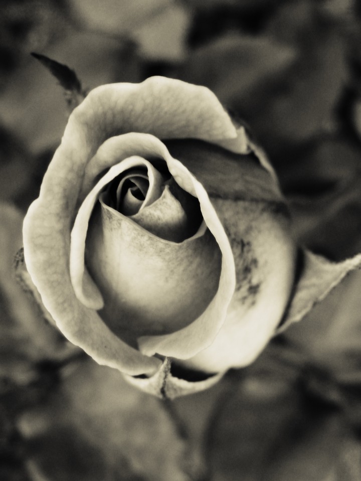 I Like Roses