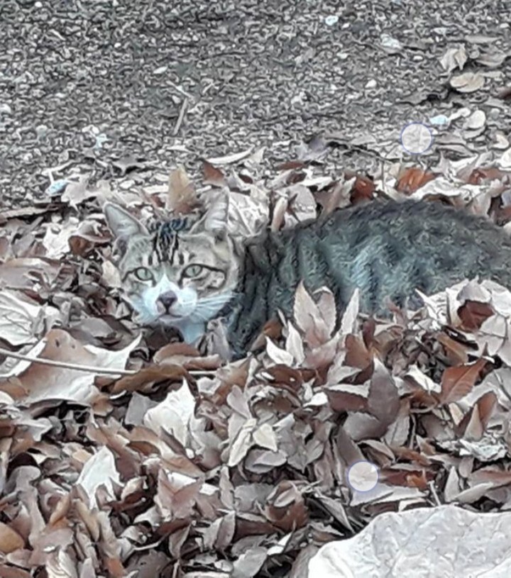 a road cat